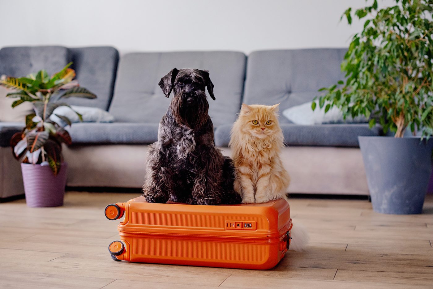 Travelling with pets